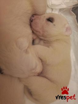 Ράτσα: Ντόγκο Αρζεντίνο - Dogo Argentino | Ηλικία: 2 μηνών | Φύλο: Αρσενικό | Αρ. Microchip: 0 | Ιδιώτης | Ημίαιμο | Περιοχή: Μώλος Άγιος Κωνσταντίνος, Στερεά Ελλάδα