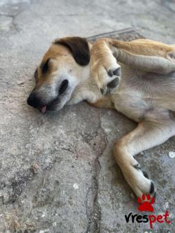 Ράτσα: Άγνωστο - Ημίαιμο | Ηλικία: 5+ | Φύλο: Θηλυκό | Αρ. Microchip: - | Ημίαιμο | Περιοχή: Νέα Σμύρνη, Αττική