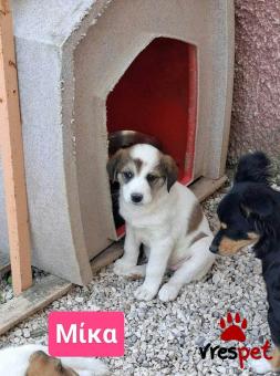 Ράτσα: Ελληνικός Ποιμενικός - Greek Shepherd | Ηλικία: 2 μηνών | Φύλο: Θηλυκό | Αρ. Microchip: 9012362545478 | Ημίαιμο | Περιοχή: Λαυρεωτική, Αττική