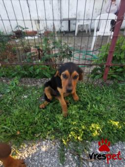 Ράτσα: Ελληνικός Ιχνηλάτης - Γκέκας | Ηλικία: 4 μηνών | Φύλο: Αρσενικό | Αρ. Microchip: 0000000 | Περιοχή: Κορδελιό Εύοσμος, Θεσσαλονίκη