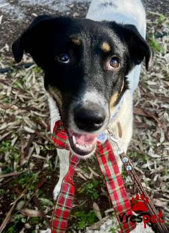 Ράτσα: Άγνωστο - Ημίαιμο | Ηλικία: 8 μηνών | Φύλο: Θηλυκό | Αρ. Microchip: - | Περιοχή: Νέα Σμύρνη, Αττική