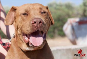 Ράτσα: Ντογκ ντε Μπορντώ - Dogue de Bordeaux | Ηλικία: 4 ετών | Φύλο: Αρσενικό | Αρ. Microchip: 00000000000000 | Περιοχή: Καλύβια Θορικού, Αττική