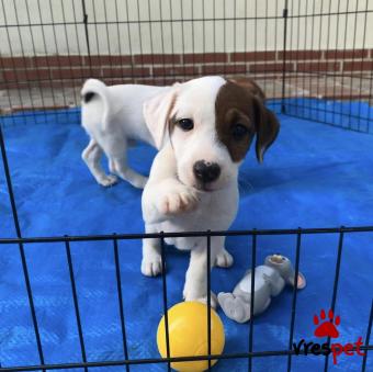 Ράτσα: Τζακ Ράσελ Τεριέ - Jack Russell Terrier | Ηλικία: 2,5 μηνών | Φύλο: Θηλυκό | Αρ. Microchip: 941000011449195 | Ιδιώτης | Περιοχή: Καλαμαριά, Θεσσαλονίκη