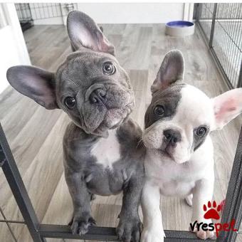 Ράτσα: Γαλλικό Μπουλντόγκ - Bulldog | Ηλικία: 3 μηνών | Φύλο: Θηλυκό | Αρ. Microchip: 902208040809005 | Ιδιώτης | Εκπαιδευμένο | Pedigree | Περιοχή: Αθήνα, Αττική