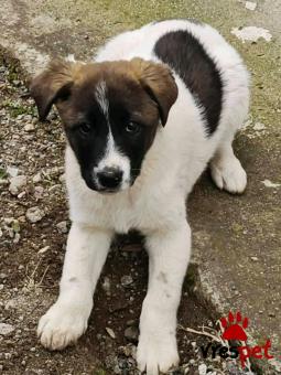 Ράτσα: Άγνωστο - Ημίαιμο | Ηλικία: 4 μηνών | Φύλο: Θηλυκό | Αρ. Microchip: - | Περιοχή: Κιλκίς, Μακεδονία