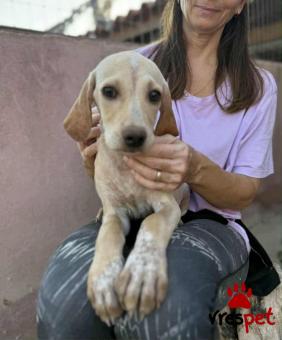 Ράτσα: Άγνωστο - Ημίαιμο | Ηλικία: 3 μηνών | Φύλο: Αρσενικό | Αρ. Microchip: 000000000000008 | Περιοχή: Καλύβια Θορικού, Αττική