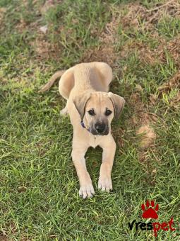 Ράτσα: Άγνωστο - Ημίαιμο | Ηλικία: 3 μηνών | Φύλο: Αρσενικό | Αρ. Microchip: 000000000000008  | Περιοχή: Καλύβια Θορικού, Αττική