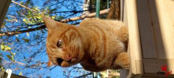 Ράτσα: Άγνωστο - Ημίαιμο | Ηλικία: 8 μηνών | Φύλο: Αρσενικό | Αρ. Microchip: 00000 | Περιοχή: Πυλαία-Χορτιάτης, Θεσσαλονίκη