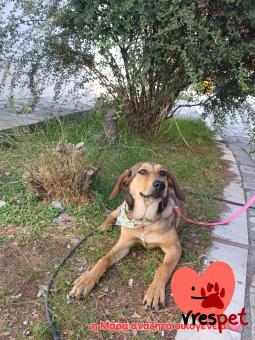 Ράτσα: Άγνωστο - Ημίαιμο | Ηλικία: 6 μηνών | Φύλο: Θηλυκό | Αρ. Microchip: 000000000 | Περιοχή: Νίκαια Άγιος Ιωάννης Ρέντης, Αττική