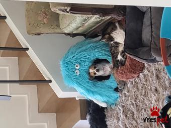 Ράτσα: Τσιχουάουα - Chihuahua | Ηλικία: 2 ετών | Φύλο: Αρσενικό | Αρ. Microchip: 900263000229596 | Για ζευγάρωμα | Περιοχή: Βάρη Βούλα Βουλιαγμένη, Αττική