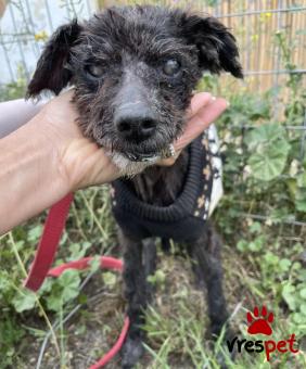 Ράτσα: Άλλη Ράτσα | Ηλικία: 5+ | Φύλο: Αρσενικό | Αρ. Microchip: 0 | Ημίαιμο | Περιοχή: Γλυφάδα, Αττική