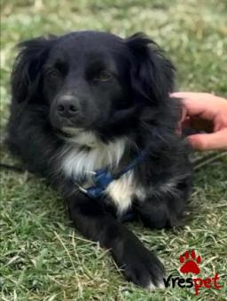 Ράτσα: Κοκόνι - Kokoni | Ηλικία: 3 ετών | Φύλο: Αρσενικό | Αρ. Microchip: - | Περιοχή: Κιλκίς, Μακεδονία