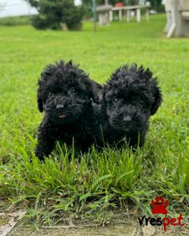 Ράτσα: Κανίς μίνι μαύρο - Canishe black | Ηλικία: 2,5 μηνών | Φύλο: Θηλυκό | Αρ. Microchip: 902348020809620 | Ιδιώτης | Εκπαιδευμένο | Pedigree | Περιοχή: Αθήνα, Αττική