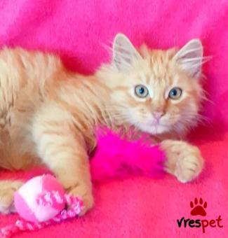 Ράτσα: Μαίην Κουν | Ηλικία: 4 μηνών | Φύλο: Αρσενικό | Αρ. Microchip: 966000017286582 | Περιοχή: Παιανία, Αττική