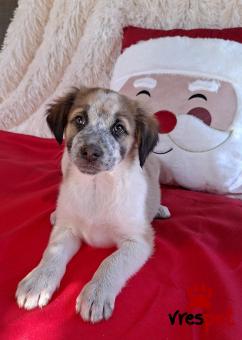 Ράτσα: Άγνωστο - Ημίαιμο | Ηλικία: 2,5 μηνών | Φύλο: Αρσενικό | Αρ. Microchip: 0 | Ημίαιμο | Περιοχή: Γλυφάδα, Αττική