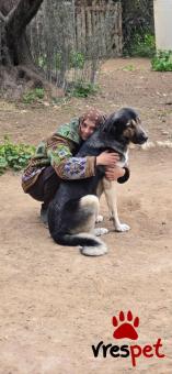 Ράτσα: Άγνωστο - Ημίαιμο | Ηλικία: 5+ | Φύλο: Θηλυκό | Αρ. Microchip: - | Περιοχή: Νέα Σμύρνη, Αττική