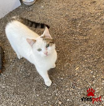 Ράτσα: Άγνωστο - Ημίαιμο | Ηλικία: 4 μηνών | Φύλο: Θηλυκό | Αρ. Microchip: 0 | Ημίαιμο | Περιοχή: Μάνδρα Ειδύλλια, Αττική