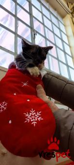 Ράτσα: Γάτα του Αιγαίου | Ηλικία: 2,5 μηνών | Φύλο: Αρσενικό | Αρ. Microchip: 9876553310987655322 | Ιδιώτης | Περιοχή: Αττική