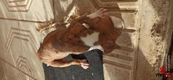 Ράτσα: Αμερικάνικο Σταφορντσάιρ τεριέ - American Staffordshire Terrier | Ηλικία: 2 μηνών | Φύλο: Αρσενικό | Αρ. Microchip: 133883838828 | Ιδιώτης | Περιοχή: Πάτρα, Πελλοπόνησος
