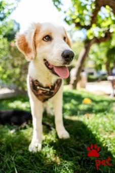 Ράτσα: Άγνωστο - Ημίαιμο | Ηλικία: 4 μηνών | Φύλο: Θηλυκό | Αρ. Microchip: - | Περιοχή: Νέα Σμύρνη, Αττική