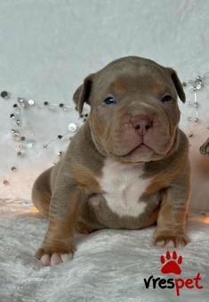 Ράτσα: Πίτ μπούλ - pitbull | Ηλικία: 2,5 μηνών | Φύλο: Αρσενικό | Αρ. Microchip: 905894678904890 | Ιδιώτης | Εκπαιδευμένο | Pedigree | Περιοχή: Αθήνα, Αττική