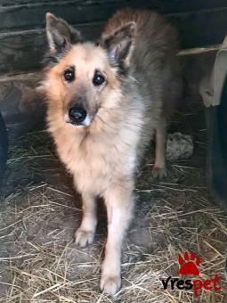 Ράτσα: Άγνωστο - Ημίαιμο | Ηλικία: 5+ | Φύλο: Θηλυκό | Αρ. Microchip: - | Περιοχή: Νέα Σμύρνη, Αττική