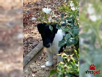 Ράτσα: Φοξ τεριέ - Fox terrier | Ηλικία: 2,5 μηνών | Φύλο: Αρσενικό | Αρ. Microchip: 7364859392929 | Περιοχή: Αθήνα, Αττική