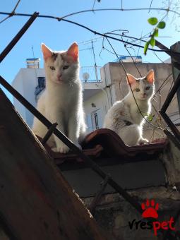 Ράτσα: Γάτα του Αιγαίου | Ηλικία: 5 μηνών | Φύλο: Θηλυκό | Αρ. Microchip: 000000000000000000000 | Ημίαιμο | Περιοχή: Χαϊδάρι, Αττική