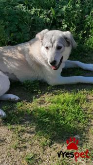 Ράτσα: Λαμπραντόρ - Labrador | Ηλικία: 1 έτους | Φύλο: Θηλυκό | Αρ. Microchip: 9012362545478 | Ημίαιμο | Περιοχή: Λαυρεωτική, Αττική