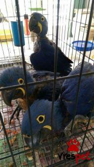 Είδος: Παπαγάλοι | Ιδιώτης | Περιοχή: Αθήνα, Αττική