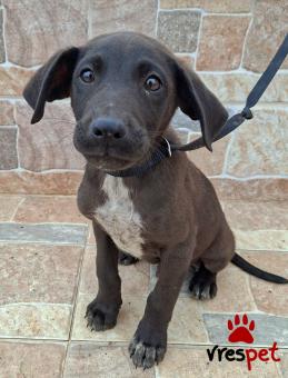 Ράτσα: Λαμπραντόρ - Labrador | Ηλικία: 4 μηνών | Φύλο: Αρσενικό | Αρ. Microchip: 0 | Ημίαιμο | Περιοχή: Γλυφάδα, Αττική