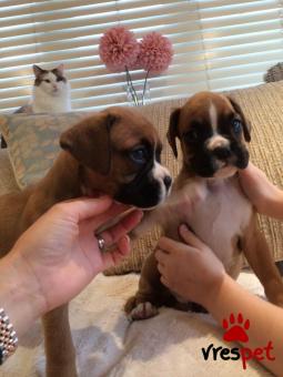 Ράτσα: Μπόξερ - Boxer | Ηλικία: 3 μηνών | Φύλο: Θηλυκό | Αρ. Microchip: 908702678902602 | Ιδιώτης | Εκπαιδευμένο | Pedigree | Περιοχή: Αθήνα, Αττική