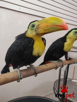 Είδος: Παπαγάλοι | Ιδιώτης | Περιοχή: Αθήνα, Αττική