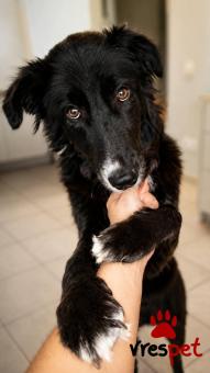 Ράτσα: Κόλι - Collie | Ηλικία: 8 μηνών | Φύλο: Θηλυκό | Αρ. Microchip: 0 | Ημίαιμο | Περιοχή: Γλυφάδα, Αττική