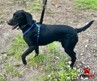 Ράτσα: Άγνωστο - Ημίαιμο | Ηλικία: 1 έτους | Φύλο: Αρσενικό | Αρ. Microchip: - | Περιοχή: Νέα Σμύρνη, Αττική