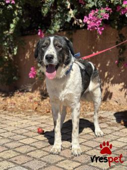 Ράτσα: Άγνωστο - Ημίαιμο | Ηλικία: 1 έτους | Φύλο: Αρσενικό | Αρ. Microchip: 000000000000008 | Περιοχή: Καλύβια Θορικού, Αττική