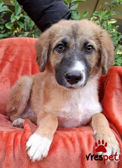 Ράτσα: Βελγικός Ποιμενικός Μαλινουά - Belgian Malinois | Ηλικία: 6 μηνών | Φύλο: Αρσενικό | Αρ. Microchip: 0 | Ημίαιμο | Περιοχή: Γλυφάδα, Αττική