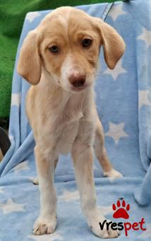 Ράτσα: Άγνωστο - Ημίαιμο | Ηλικία: 3 μηνών | Φύλο: Θηλυκό | Αρ. Microchip: 0 | Ημίαιμο | Περιοχή: Γλυφάδα, Αττική