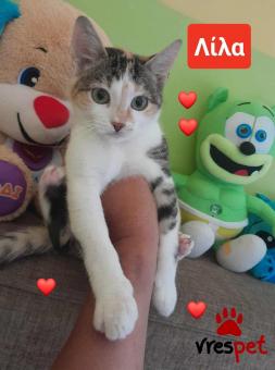 Ράτσα: Άγνωστο - Ημίαιμο | Ηλικία: 2,5 μηνών | Φύλο: Θηλυκό | Αρ. Microchip: 9012362545478 | Ημίαιμο | Περιοχή: Λαυρεωτική, Αττική