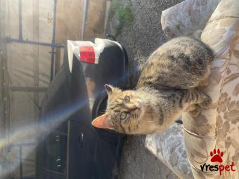 Ράτσα: Άγνωστο - Ημίαιμο | Ηλικία: 4 μηνών | Φύλο: Θηλυκό | Αρ. Microchip: 0 | Ημίαιμο | Περιοχή: Μάνδρα Ειδύλλια, Αττική