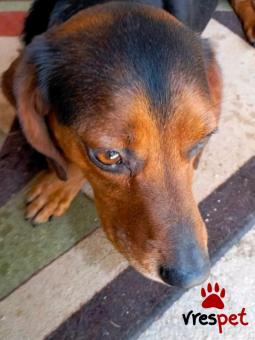 Ράτσα: Άγνωστο - Ημίαιμο | Ηλικία: 1 έτους | Φύλο: Θηλυκό | Αρ. Microchip: - | Περιοχή: Κιλκίς, Μακεδονία