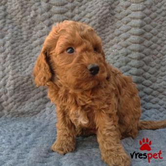 Ράτσα: Κανίς Βερικοκί - Caniche apricot | Ηλικία: 2,5 μηνών | Φύλο: Αρσενικό | Αρ. Microchip: 903800830920690 | Ιδιώτης | Εκπαιδευμένο | Pedigree | Περιοχή: Αθήνα, Αττική