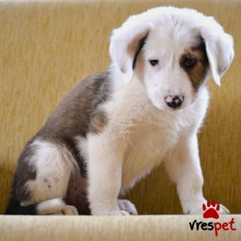 Ράτσα: Λαμπραντόρ - Labrador | Ηλικία: 2 μηνών | Φύλο: Θηλυκό | Αρ. Microchip: 968000015599626. | Περιοχή: Παιανία, Αττική