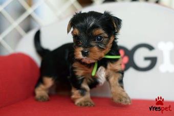 Ράτσα: Γιόρκσάϊρ τεριέ - Yorkshire Terrier | Ηλικία: 3 μηνών | Φύλο: Θηλυκό | Αρ. Microchip: 904890490589030 | Ιδιώτης | Εκπαιδευμένο | Pedigree | Περιοχή: Αθήνα, Αττική
