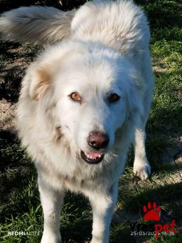 Ράτσα: Ελληνικός Ποιμενικός - Greek Shepherd | Ηλικία: 2 ετών | Φύλο: Αρσενικό | Αρ. Microchip: 0000000000000000000000000000000000 | Περιοχή: Διόν Όλυμπος, Μακεδονία