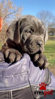 Ράτσα: Κανέ Κόρσο - Cane Corso | Ηλικία: 3 μηνών | Φύλο: Θηλυκό | Αρ. Microchip: 985113062734721 | Ιδιώτης | Εκπαιδευμένο | Pedigree | Περιοχή: Αθήνα, Αττική