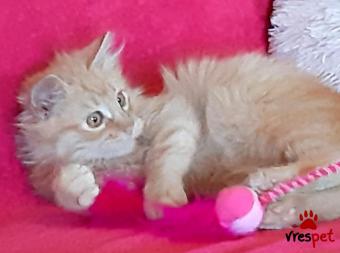 Ράτσα: Μαίην Κουν | Ηλικία: 3 μηνών | Φύλο: Αρσενικό | Αρ. Microchip: 966000017283677  | Περιοχή: Παιανία, Αττική