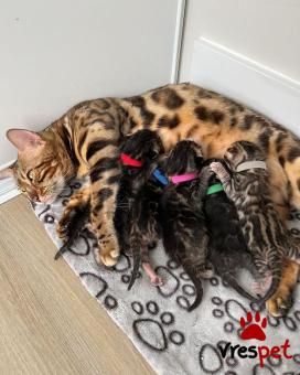 Ράτσα: Άγνωστο - Ημίαιμο | Ηλικία: 3 μηνών | Φύλο: Αρσενικό | Αρ. Microchip: 985113009870052 | Ιδιώτης | Pedigree | Περιοχή: Αθήνα, Αττική