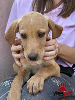 Ράτσα: Άγνωστο - Ημίαιμο | Ηλικία: 3 μηνών | Φύλο: Αρσενικό | Αρ. Microchip: 000000000000008 | Περιοχή: Καλύβια Θορικού, Αττική