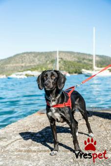 Ράτσα: Άγνωστο - Ημίαιμο | Ηλικία: 1 έτους | Φύλο: Αρσενικό | Αρ. Microchip: - | Περιοχή: Νέα Σμύρνη, Αττική